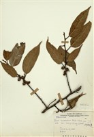 藏品(阿里山珍珠蓮)的圖片